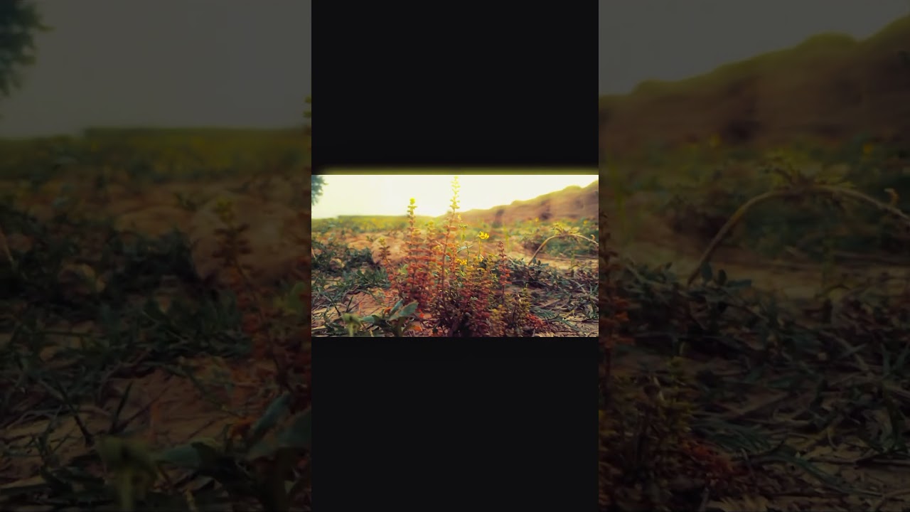 cinematic video 📷📸 #cinematic #nature