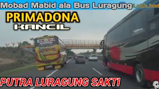 Mobad Mabid ala Luragung Primadona Kancil ‼️ Ngoyod Bus Lincah Putra Luragung Primadona Kancil