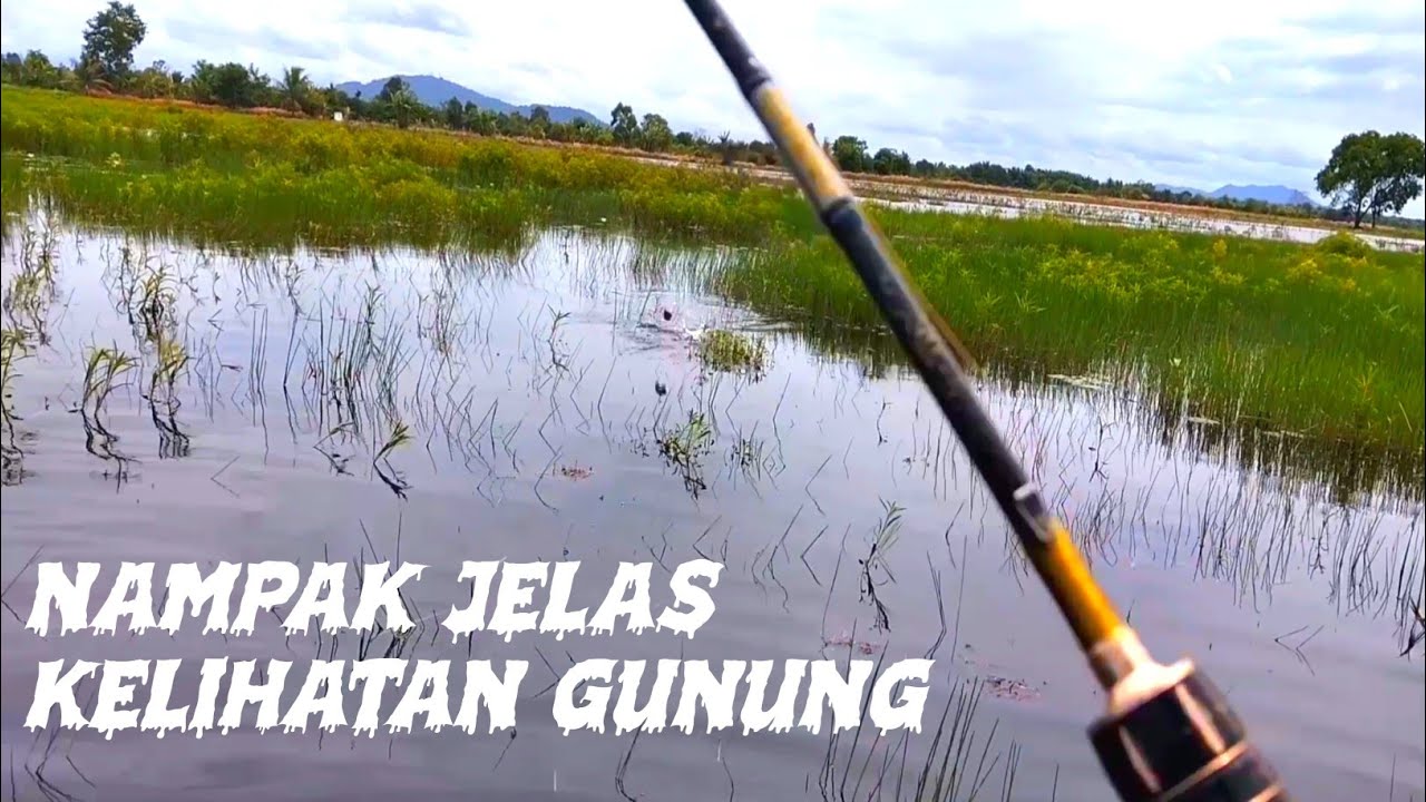 SPOT SAWAH YANG GACOR//CASTINGIKANGABUS