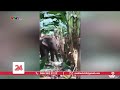 Voi rừng lại liên tục xuất hiện ở Đồng Nai | VTV24