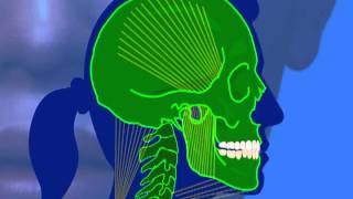 BOB PERKINS DDS Neuromuscular Orthodontics and Jaw Advancement