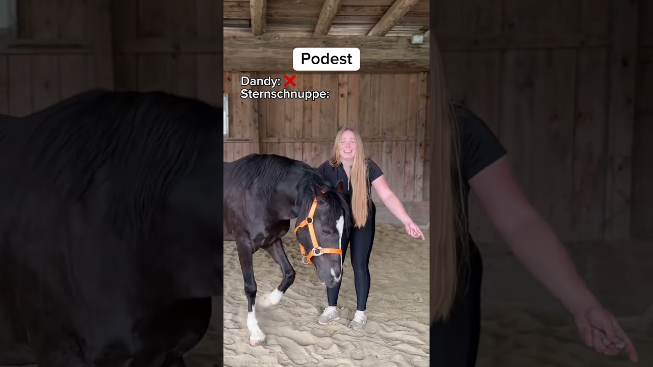 DANDY VS  Pferdewissen   Part 2 🔥 