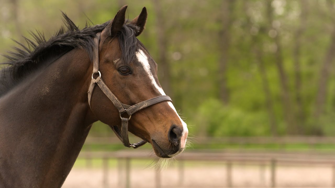 Stadnina Koni Iwno z Oddziałem w Golejewku