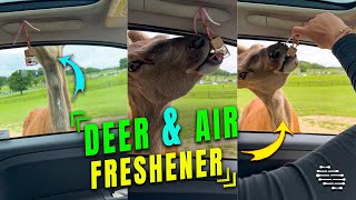 Deer Tried to Eat the Air Freshener in a Car