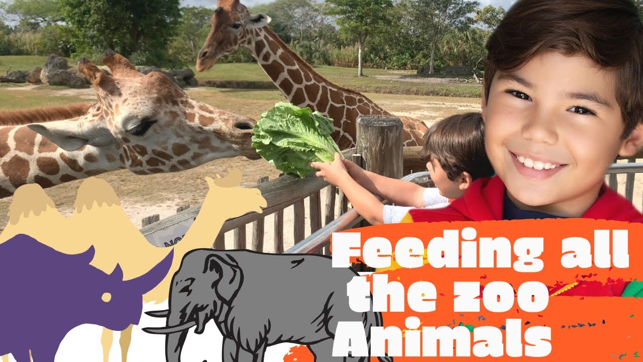 AWESOME!!!!  FEEDING ALL THE ZOO ANIMALS..