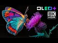 BEST OF OLED – Majestic Earthviews in 8K HDR | Dolby Vision™
