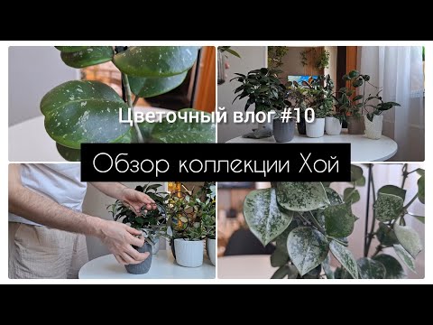 ОБЗОР КОЛЛЕКЦИИ ХОЙ || ПРАВИЛА УХОДА || ОПОРЫ ДЛЯ РАСТЕНИЙ ||ЦВЕТОЧНЫЙ ВЛОГ #10