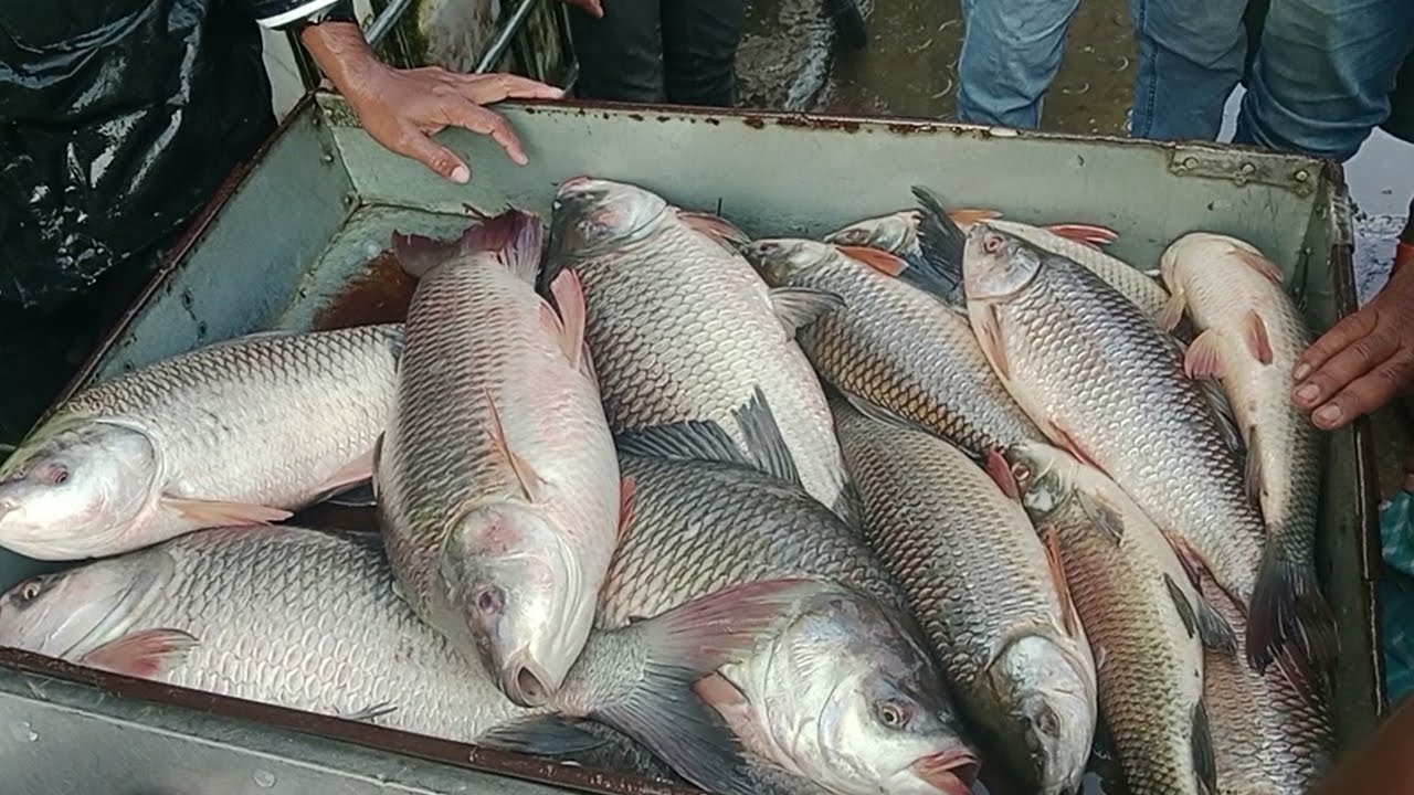 মেরুল বাড্ডা মাছের বাজার কেমন | How is the Merul Badda fish market?