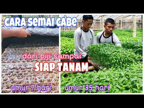 Video: Cara Membuat Pembibitan