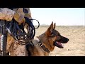 Honored retired army dog faces putting to sleep girl strives to save him