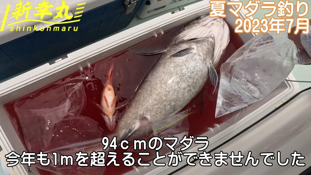 【夏が来た！夏真鱈】京都　宮津　新幸丸　人気　真鱈釣り　開幕しました