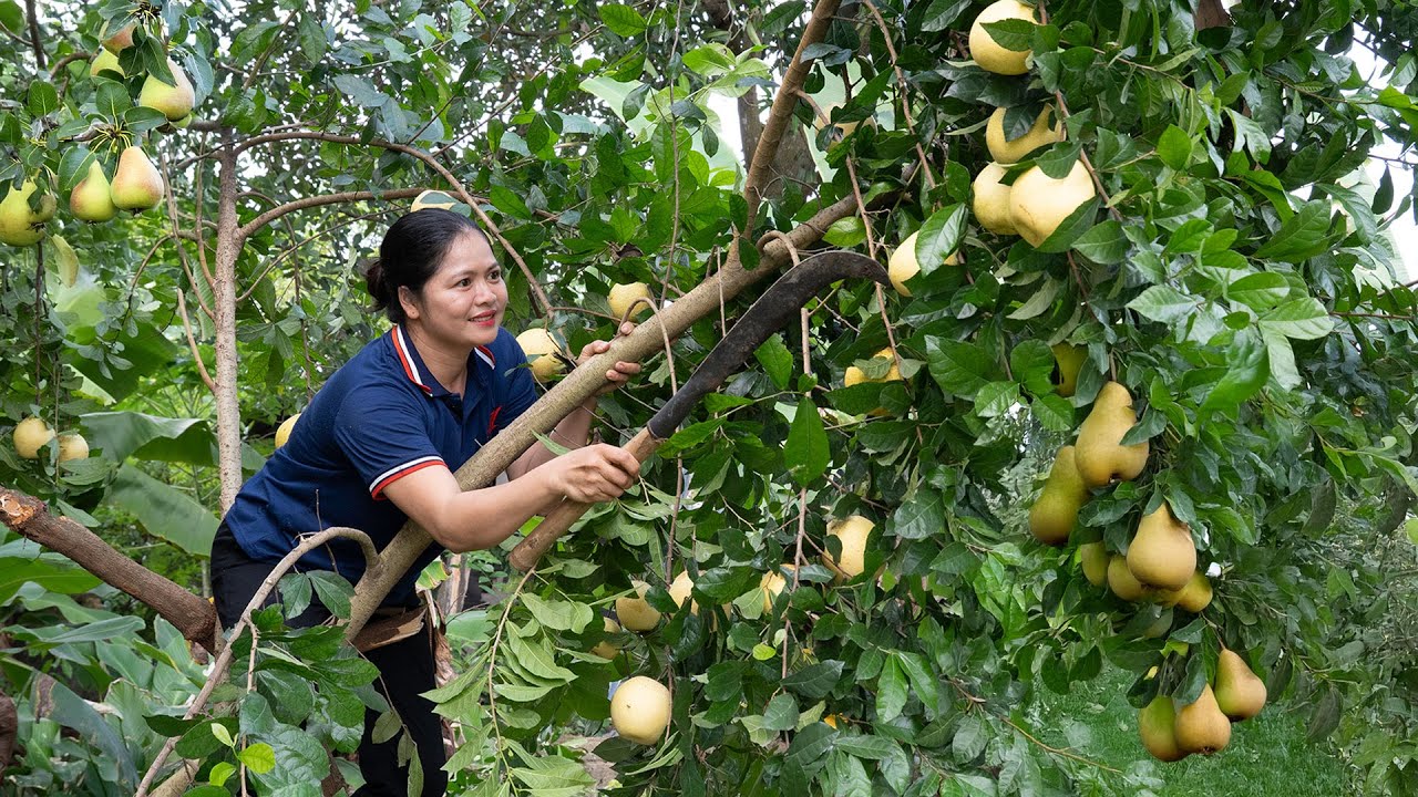 Harvesting Giant Pears And Making Pear Paste Poorna Rural Womans 
