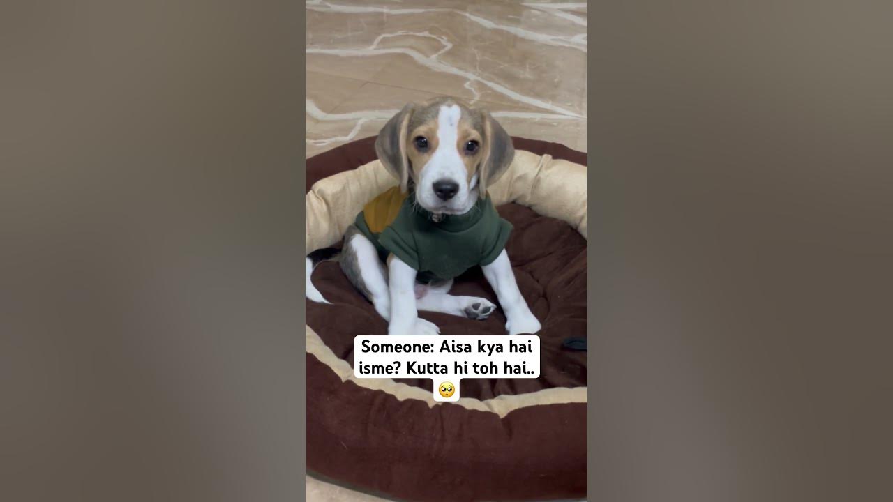 When someone says aisa kya hai isme? dog beagle puppy beaglesmile viral animal 
