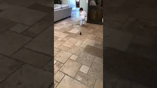 Bird chases boy and bumps into wall