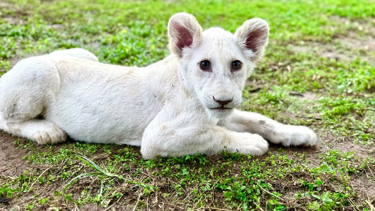 Lionceaux Ranch de Bandia Sénégal