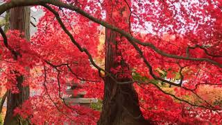 Rooted In