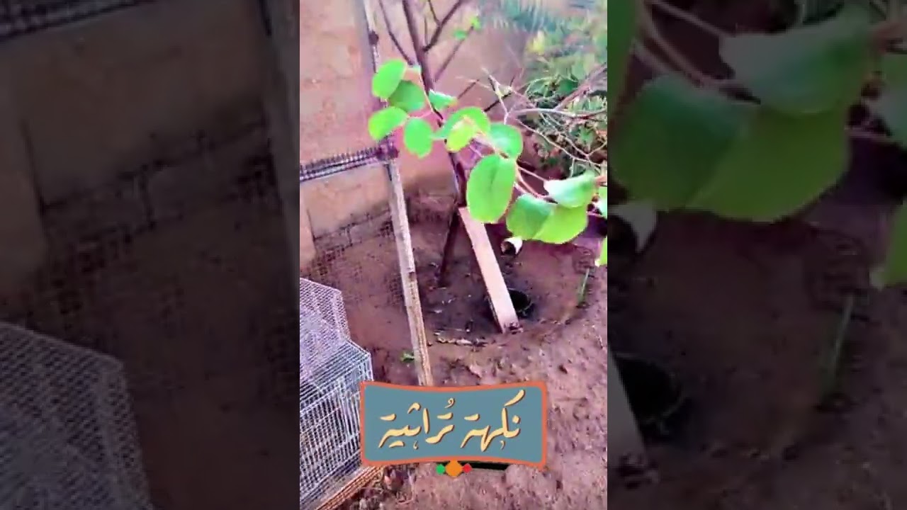 استرحة الجبنة فن اقصى الممكن..عبدالعزيز الزيد