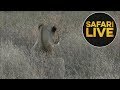 safariLIVE - Sunset Safari - May 31, 2018