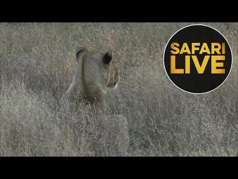 SafariLIVE - Sunset Safari - May, 31. 2018