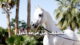 برنامج زاد إزين - الحلقة (9) تصنيف خيل مزرعة الزين