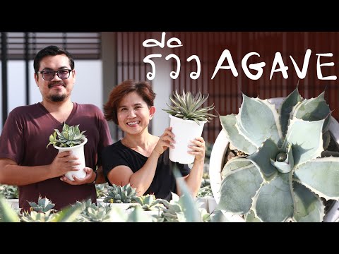 วีดีโอ: Growing Agave - ข้อมูลเกี่ยวกับการดูแลพืช Agave