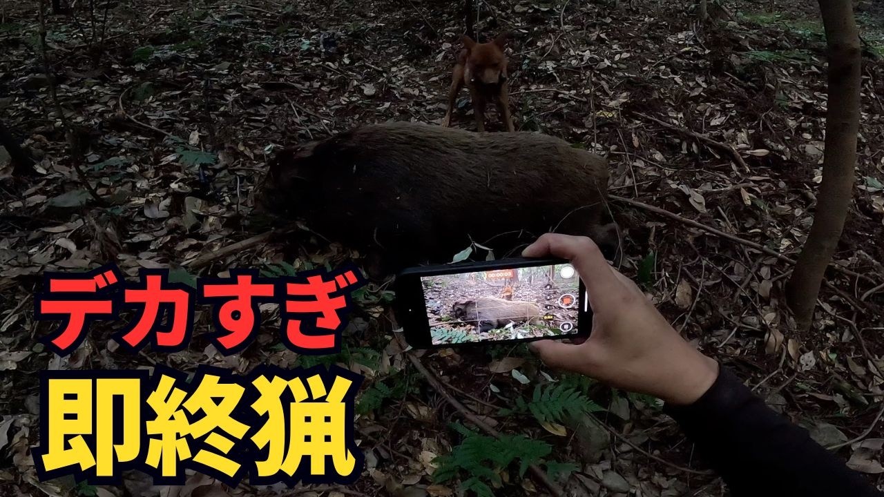 有害鳥獣駆除開始前にイノシシを捕獲!猟犬を放犬後、続けて巨大イノシシを捕獲!即終猟!