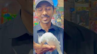 Hand tamed cockatiel parrot #cockatiel #birds #parrot