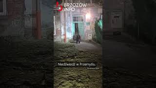 Niedźwiedź w centrum miasta. Nocna akcja służb. Wiemy, co stało się z drapieżnikiem.