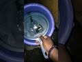 molly fish death 😫🥺 #fish #cleaning #aquarium #fishing #care #subscribe #like #comment