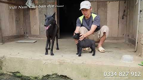 KHÁM PHÁ ĐÀN CHÓ H