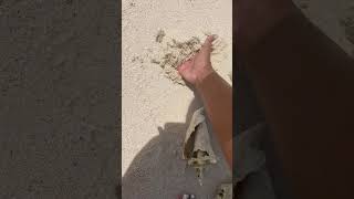 Person Saves Baby Octopus on Belize Beach