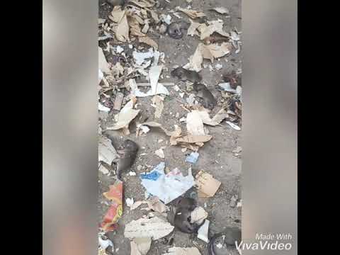 شاهد الفيديوه المعجزة انثي الفأر تلد أكثر من 12 فأر معجزة إلهية