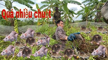 Bắt chuột đồng ở bãi cỏ hoang lâu năm chuột quá nhiều@Săn Bắt Miền Bắc