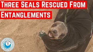 Three Seals Rescued From Entanglements