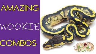 Amazing new Wookie ball python morphs 2021!