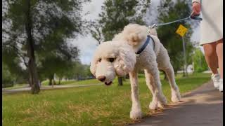 Stable Diffusion - Recreating each frame as a Disney scene