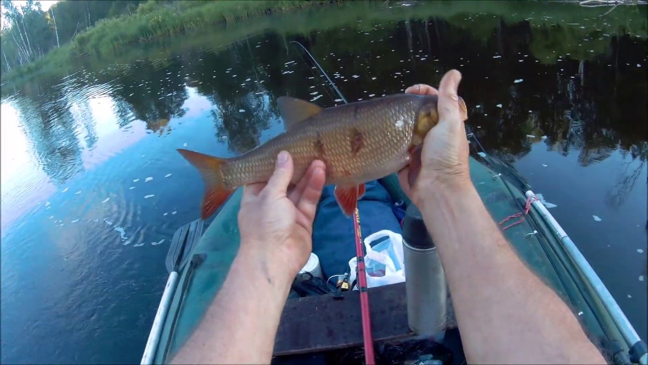 Карелия Рыбалка на реке Сяпся Язь 2019 Прикорм Удочка Проводка Мормышка ...