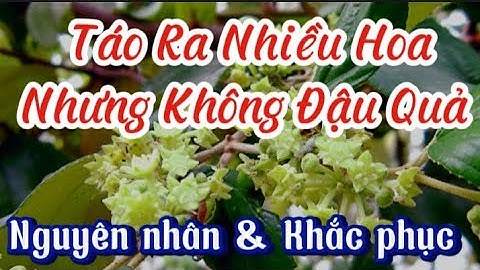 Khắc Phục Tình Trạng Táo Đài Loan Ra Nhiều Hoa Mà Bị Rụng,Không Đậu Quả.