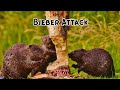 The Attack of Biebers!! 🦫🦫🦫