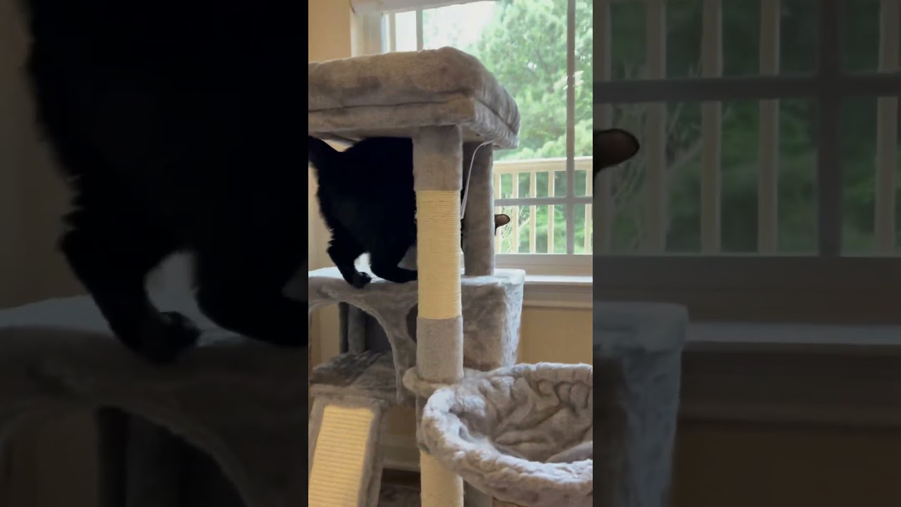 New cat tree! 
