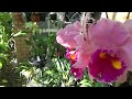 Орхидеи в Разгар Австралийской Зимы. Супер Гибриды Каттлей.. Superb Catts in Winter Bloom