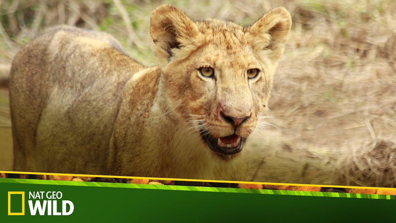 Реклама нат гео вайлд. Прямая нат гео вайлд. Nat geo wild реклама. Нат гео вайлд программа. Канал national geographic wild.