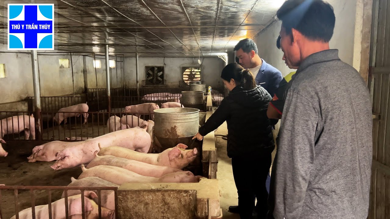 Phác đồ điều trị bệnh tai xanh rất nặng