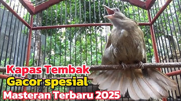 Kapas Tembak Gacor Buka Ekor Masteran ampuh Burung Kicau, Terapi Ampuh Kapas Tembak Macet Bunyi