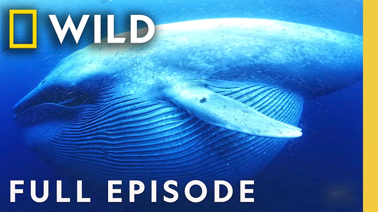Whales: Majestic Giants of the Deep Blue | Full Documentary Special | Nat Geo Animals – Documentary