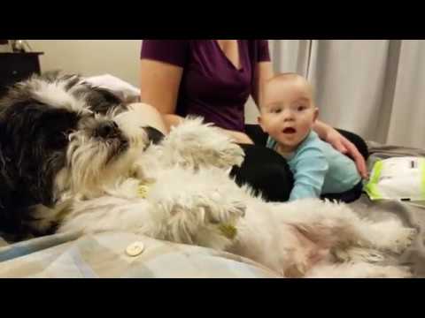 puppy paradise Baby tries to grab dog begging for belly scratches!