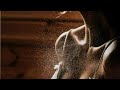 ملا وحید پنجشیری 2020 ( official video music )
