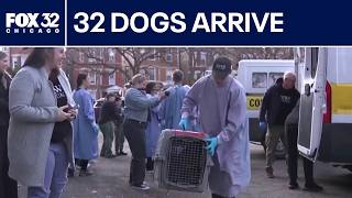 PAWS Chicago receives 32 dogs from California
