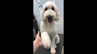 Goldendoodle Face Trim with Sarah Hayes #1