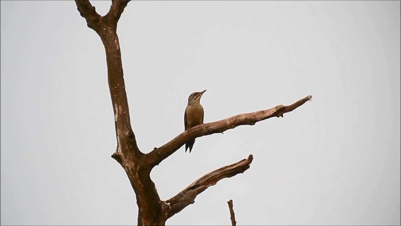Grey-headed Woodpecker Romania 2013